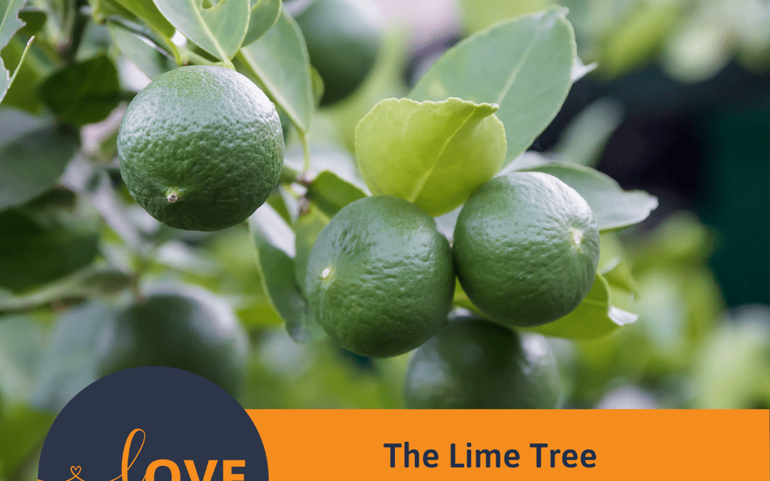 The Lime Tree – Giving Back